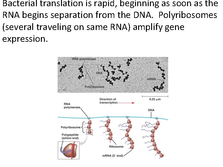 Bacterial translation is rapid, beginning as soon as the RNA begins separation from the