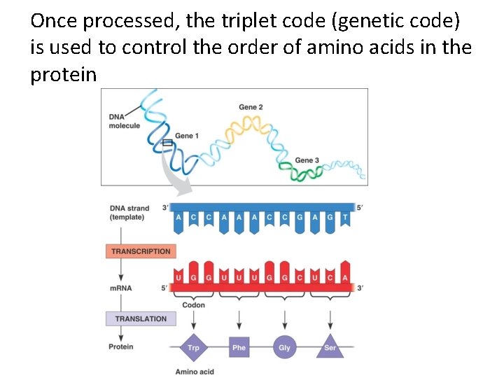 Once processed, the triplet code (genetic code) is used to control the order of