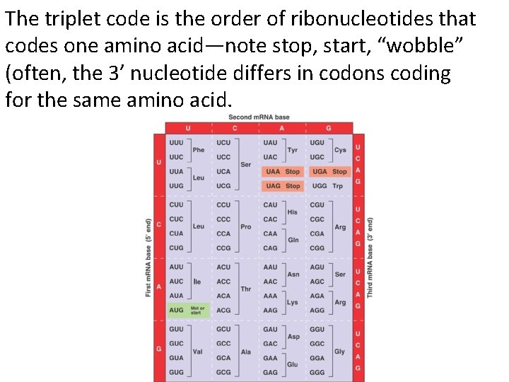 The triplet code is the order of ribonucleotides that codes one amino acid—note stop,