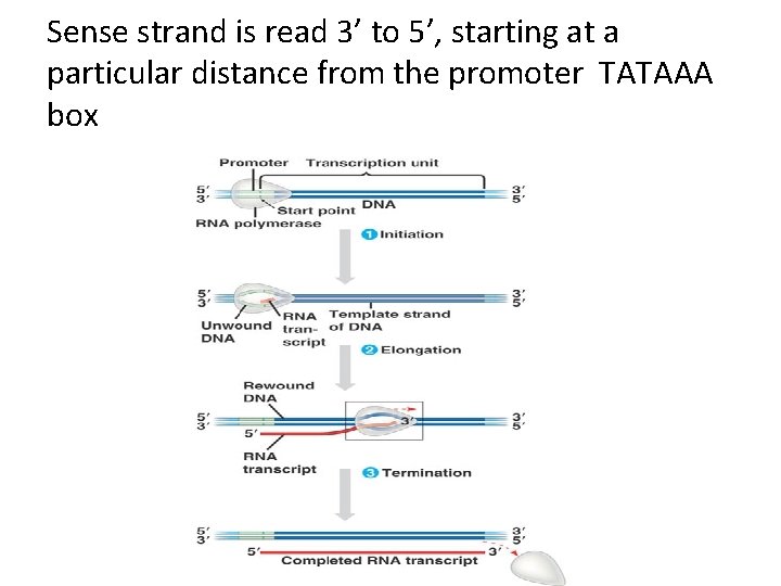 Sense strand is read 3’ to 5’, starting at a particular distance from the