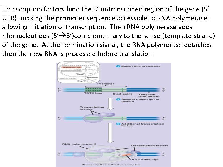 Transcription factors bind the 5’ untranscribed region of the gene (5’ UTR), making the