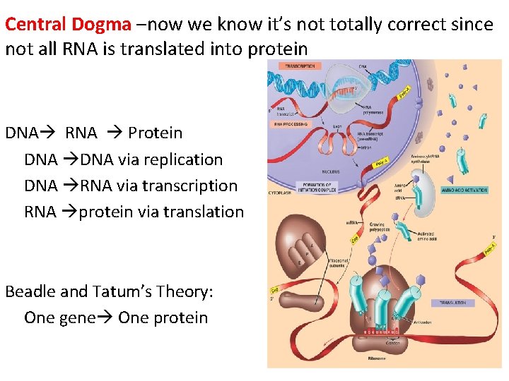 Central Dogma –now we know it’s not totally correct since not all RNA is