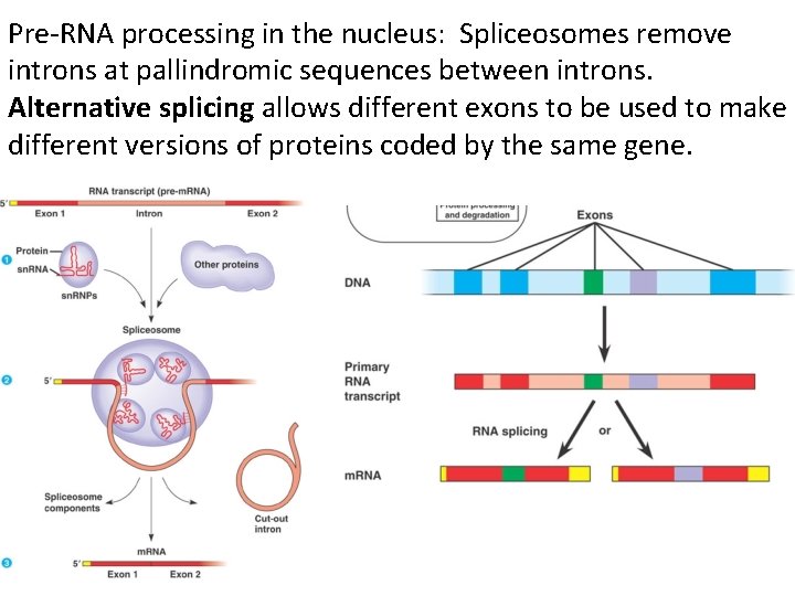 Pre-RNA processing in the nucleus: Spliceosomes remove introns at pallindromic sequences between introns. Alternative