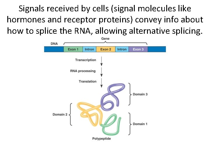 Signals received by cells (signal molecules like hormones and receptor proteins) convey info about