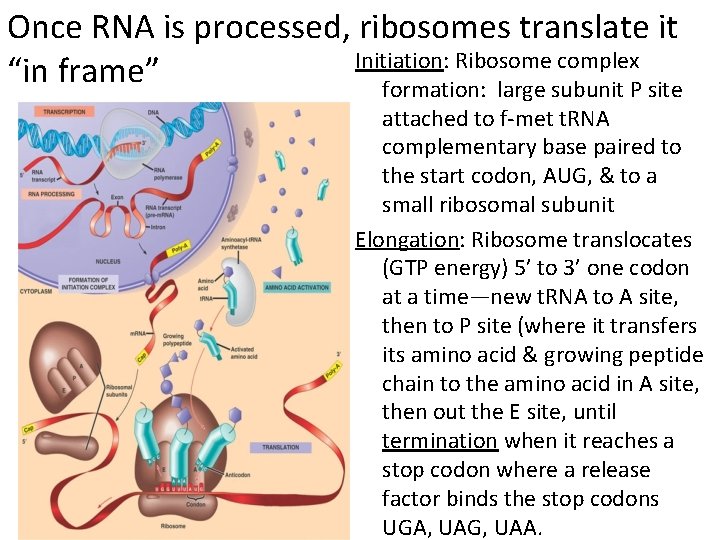 Once RNA is processed, ribosomes translate it Initiation: Ribosome complex “in frame” formation: large