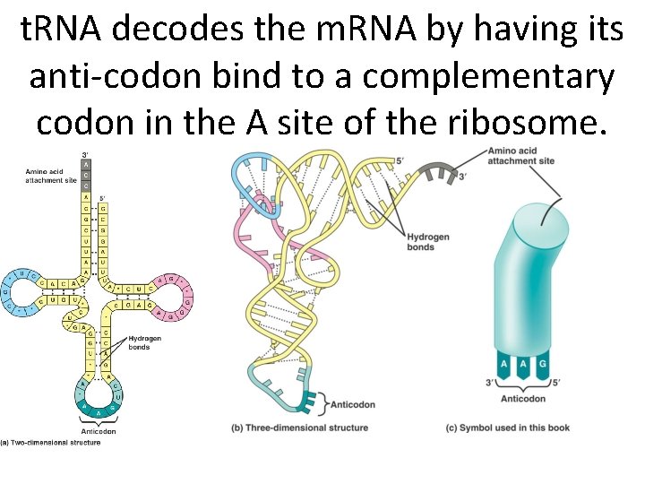 t. RNA decodes the m. RNA by having its anti-codon bind to a complementary