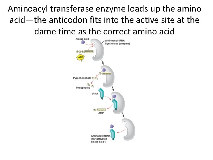 Aminoacyl transferase enzyme loads up the amino acid—the anticodon fits into the active site
