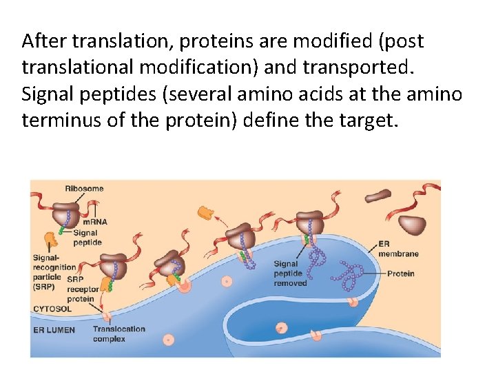 After translation, proteins are modified (post translational modification) and transported. Signal peptides (several amino