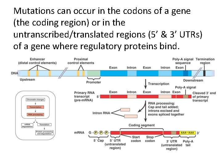 Mutations can occur in the codons of a gene (the coding region) or in