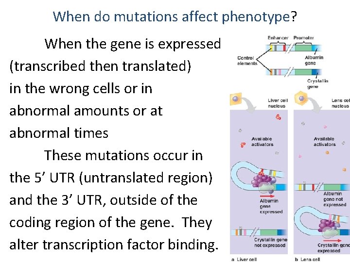 When do mutations affect phenotype? When the gene is expressed (transcribed then translated) in