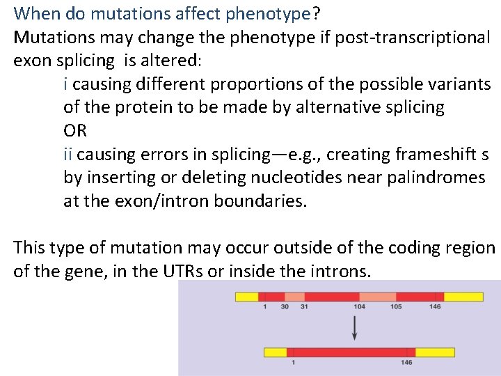 When do mutations affect phenotype? Mutations may change the phenotype if post-transcriptional exon splicing