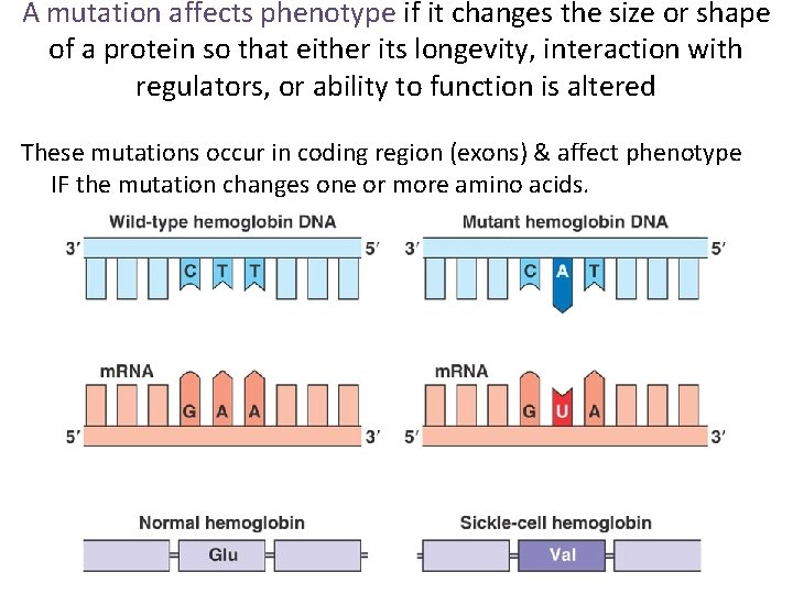 A mutation affects phenotype if it changes the size or shape of a protein