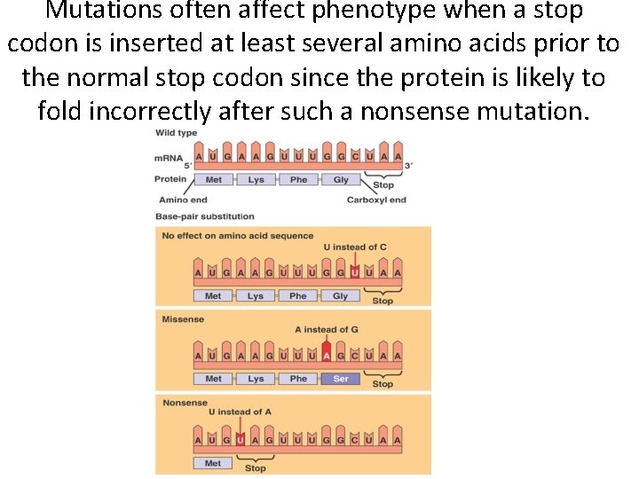 Mutations often affect phenotype when a stop codon is inserted at least several amino