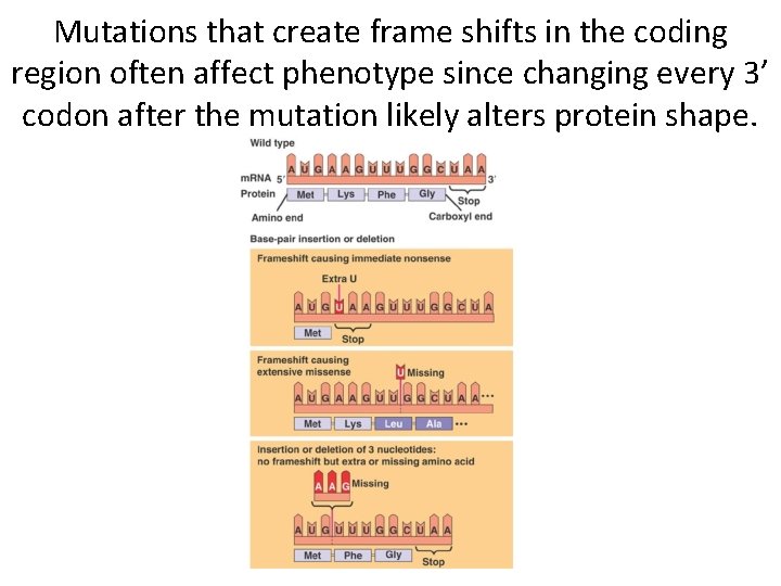 Mutations that create frame shifts in the coding region often affect phenotype since changing