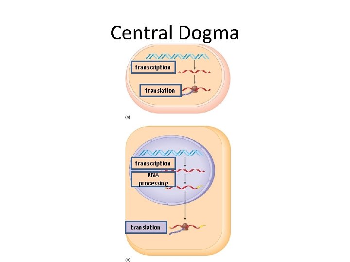 Central Dogma transcription translation transcription RNA processing translation 