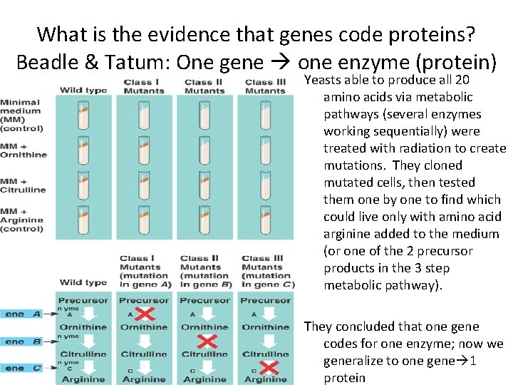 What is the evidence that genes code proteins? Beadle & Tatum: One gene one