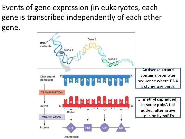 Events of gene expression (in eukaryotes, each gene is transcribed independently of each other