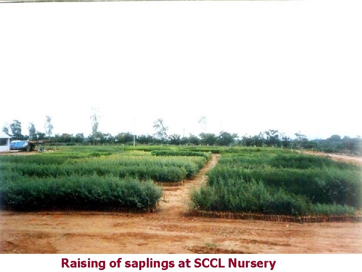 Raising of saplings at SCCL Nursery 