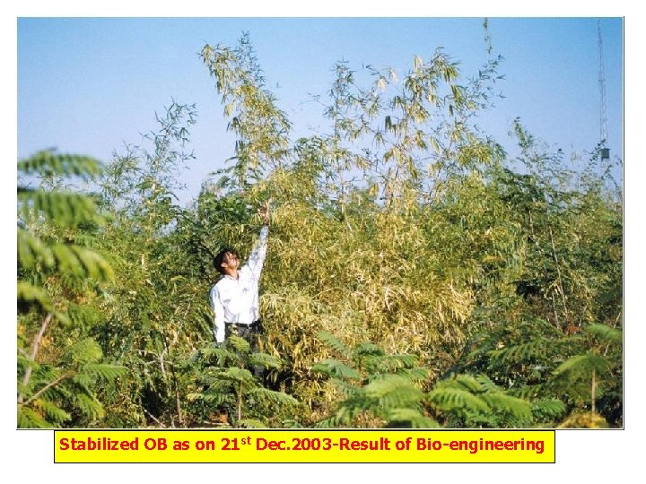 Stabilized OB as on 21 st Dec. 2003 -Result of Bio-engineering 