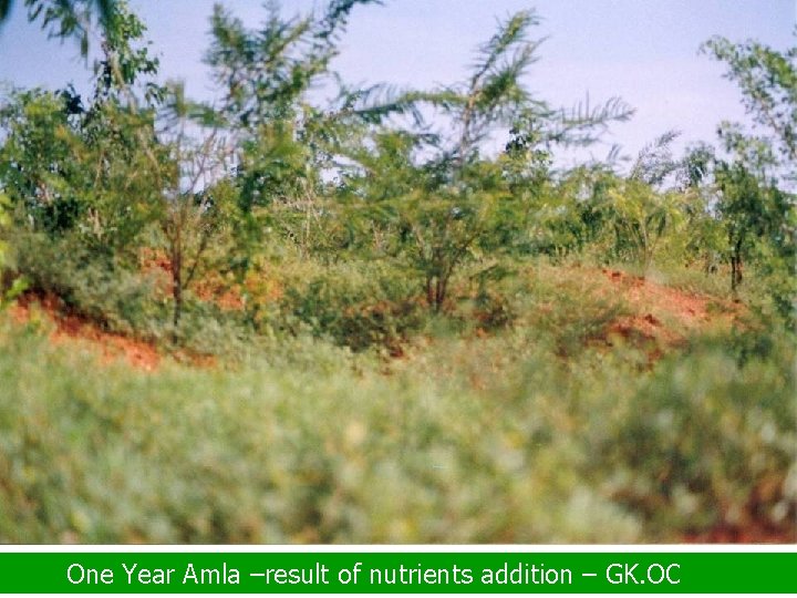 One Year Amla –result of nutrients addition – GK. OC 