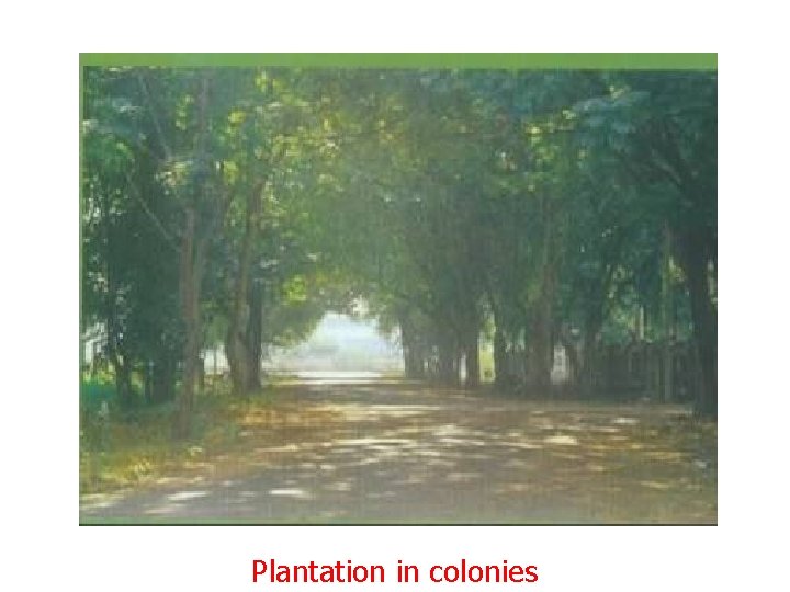 Plantation in colonies 