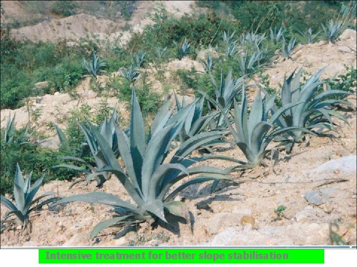 Intensive treatment for better slope stabilisation 