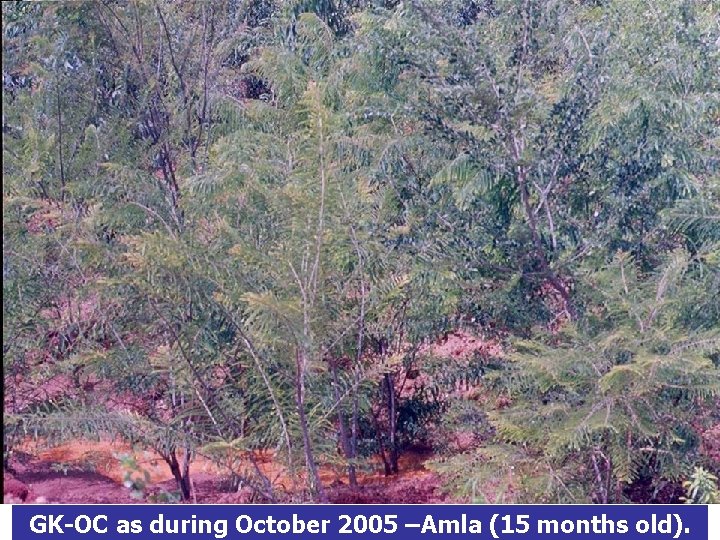 GK-OC as during October 2005 –Amla (15 months old). 