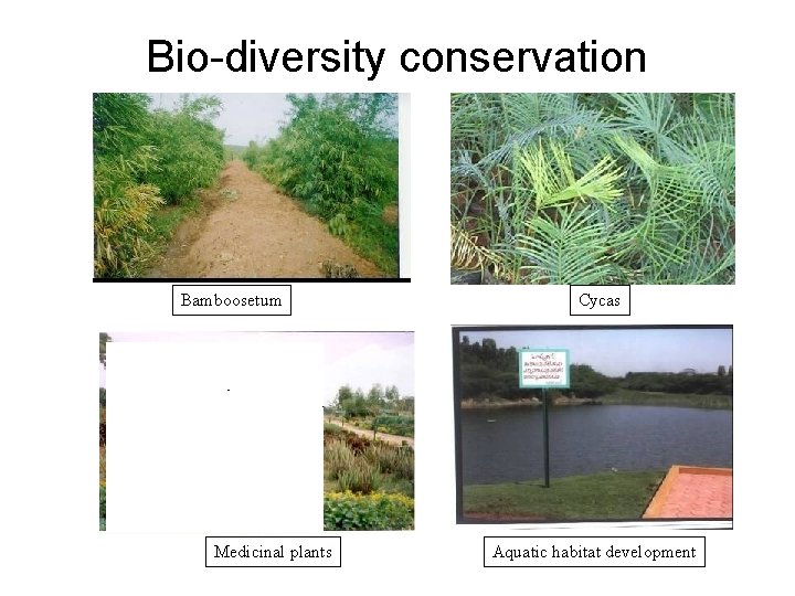 Bio-diversity conservation Bamboosetum Medicinal plants Cycas Aquatic habitat development 