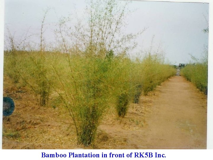 Bamboo Plantation in front of RK 5 B Inc. 