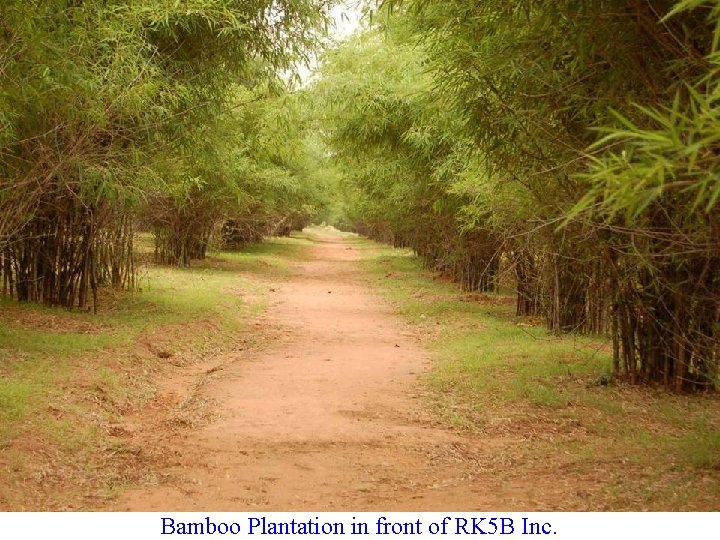 Bamboo Plantation in front of RK 5 B Inc. 