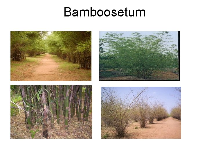 Bamboosetum 