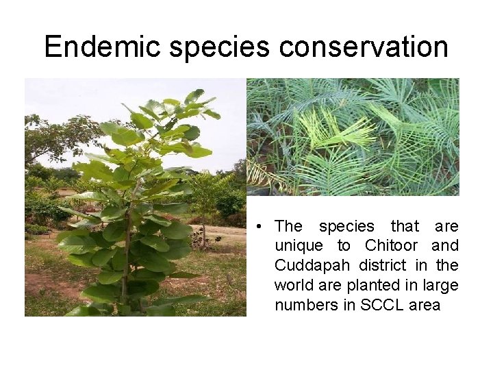 Endemic species conservation • The species that are unique to Chitoor and Cuddapah district