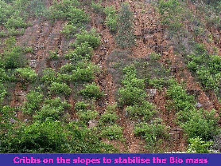 Cribbs on the slopes to stabilise the Bio mass 