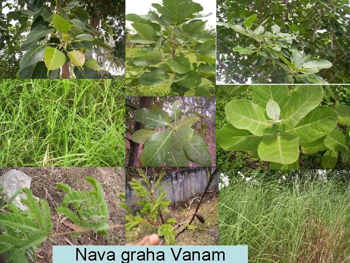 Nava graha Vanam 