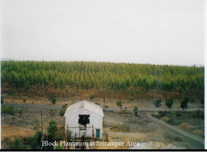 Block Plantation at Srirampur Area 