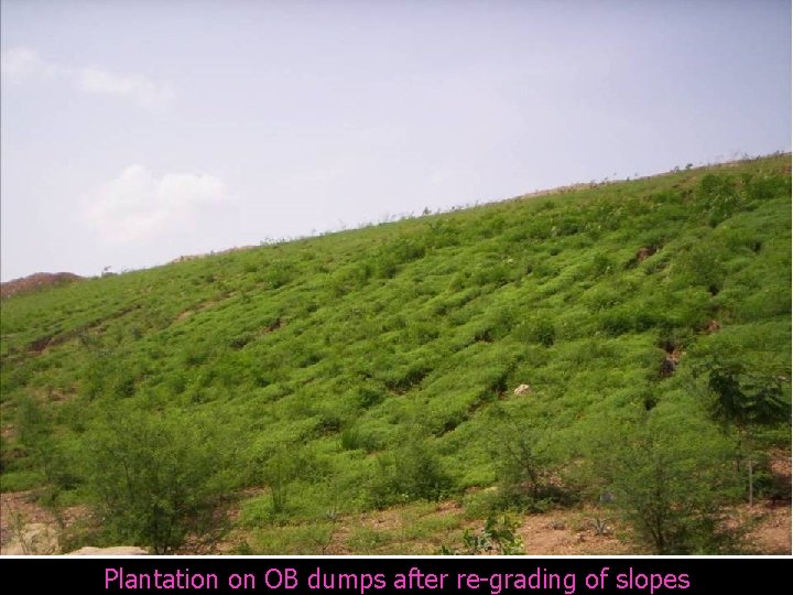 Plantation on OB dumps after re-grading of slopes 