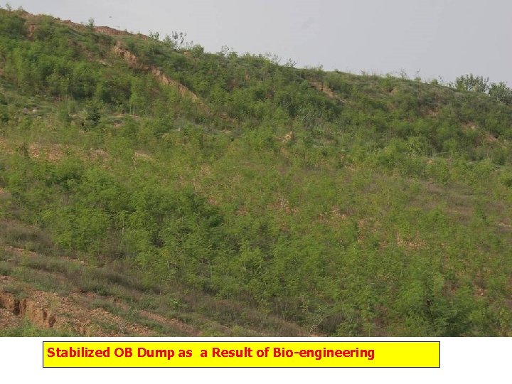 Stabilized OB Dump as a Result of Bio-engineering 