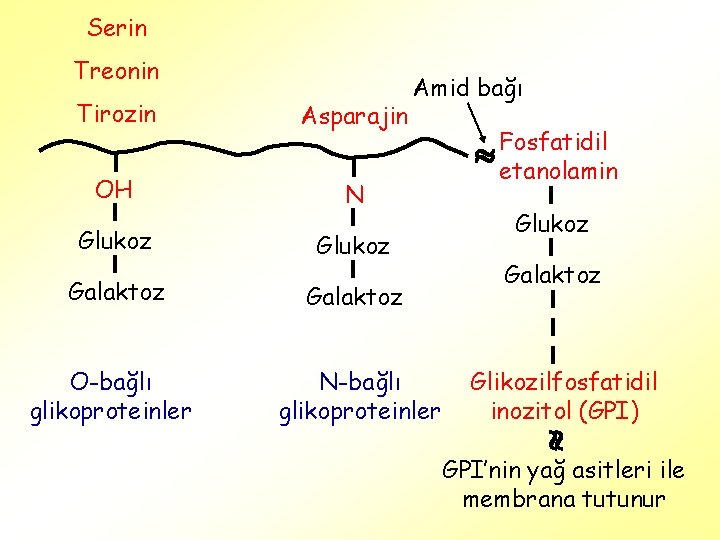 Serin Treonin Tirozin Asparajin OH N Glukoz Amid bağı Glukoz Galaktoz O-bağlı glikoproteinler N-bağlı