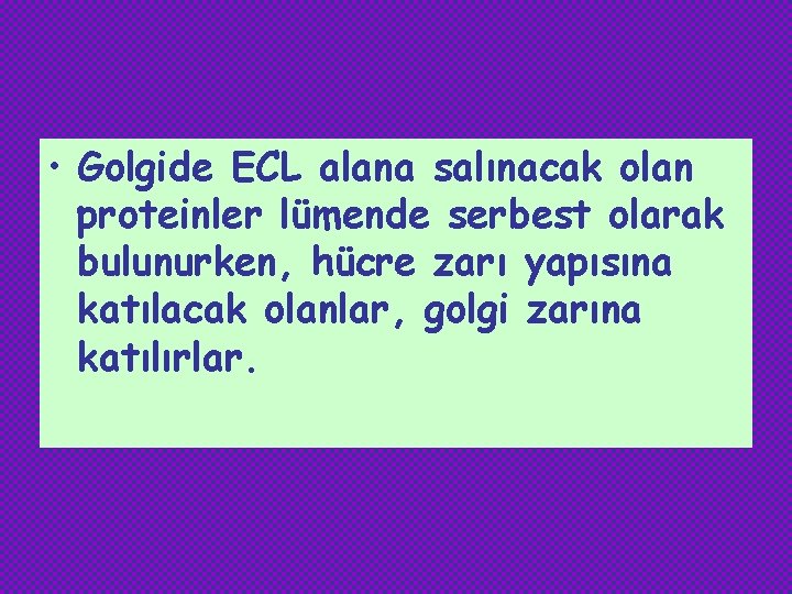  • Golgide ECL alana salınacak olan proteinler lümende serbest olarak bulunurken, hücre zarı