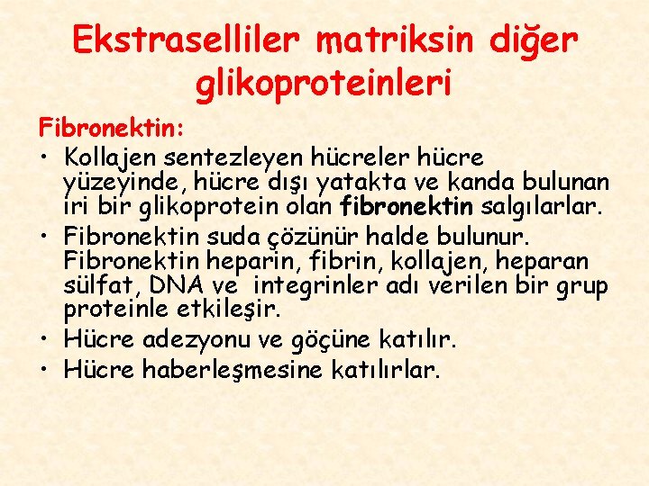 Ekstraselliler matriksin diğer glikoproteinleri Fibronektin: • Kollajen sentezleyen hücreler hücre yüzeyinde, hücre dışı yatakta