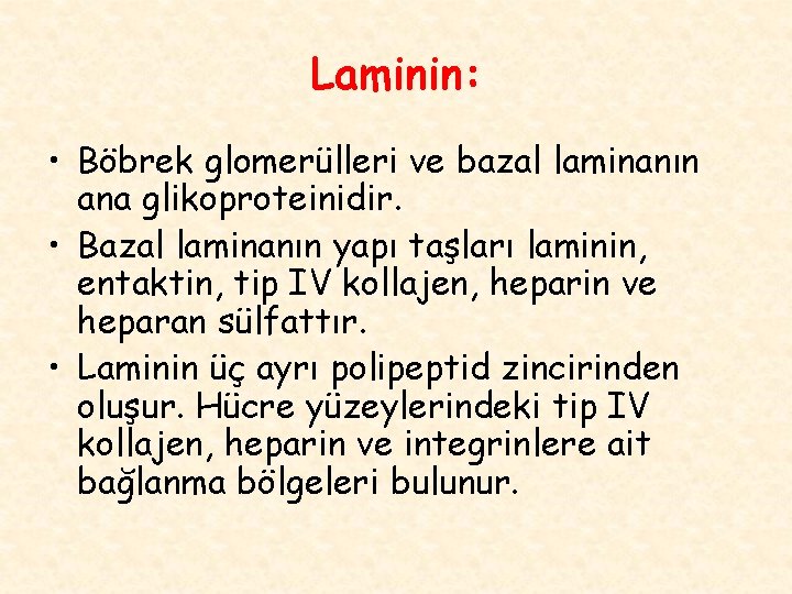 Laminin: • Böbrek glomerülleri ve bazal laminanın ana glikoproteinidir. • Bazal laminanın yapı taşları