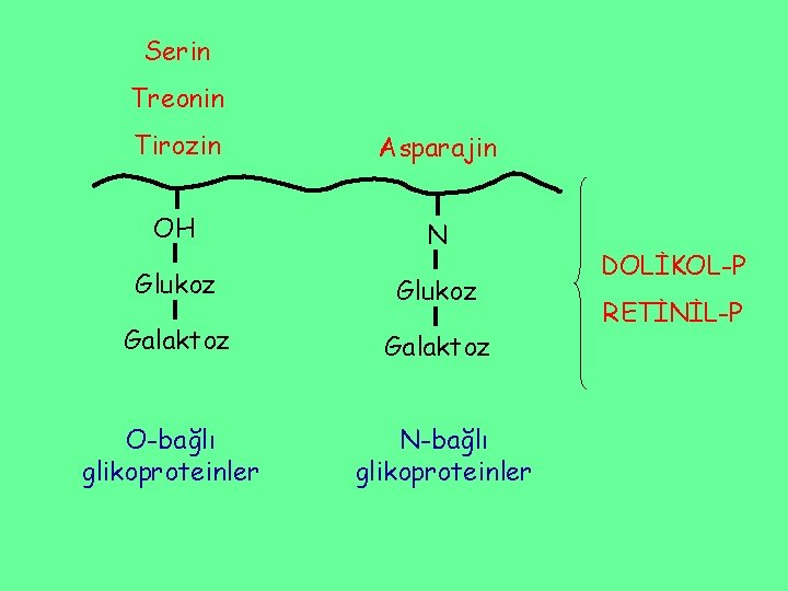 Serin Treonin Tirozin Asparajin OH N Glukoz Galaktoz O-bağlı glikoproteinler N-bağlı glikoproteinler DOLİKOL-P RETİNİL-P