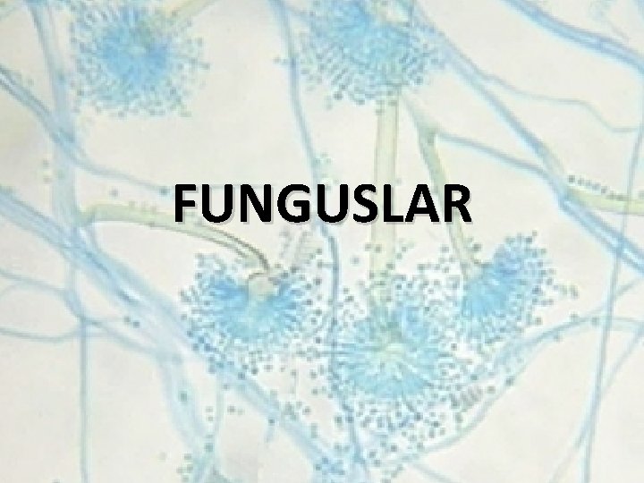 FUNGUSLAR 