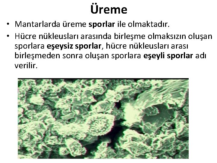 Üreme • Mantarlarda üreme sporlar ile olmaktadır. • Hücre nükleusları arasında birleşme olmaksızın oluşan