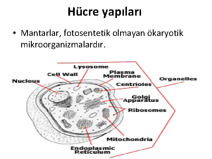 Hücre yapıları • Mantarlar, fotosentetik olmayan ökaryotik mikroorganizmalardır. 