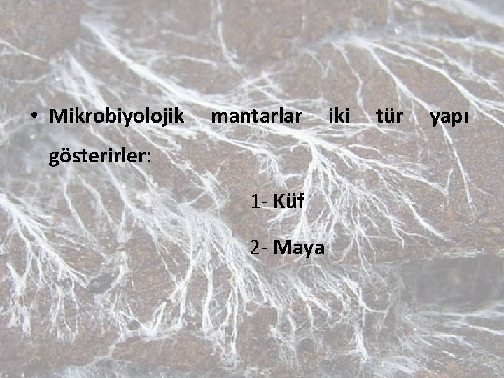  • Mikrobiyolojik mantarlar gösterirler: 1 - Küf 2 - Maya iki tür yapı