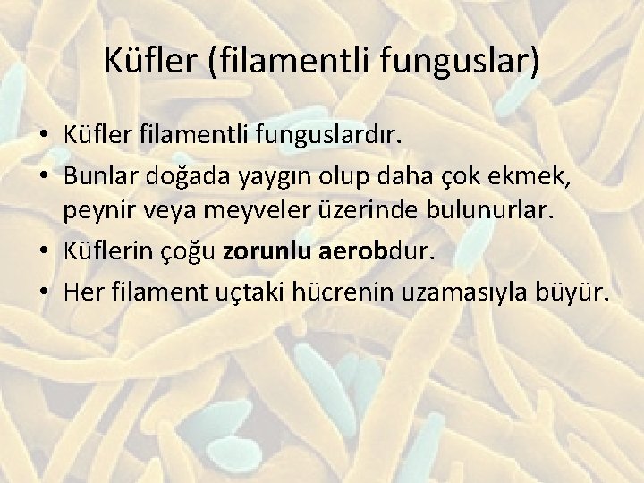 Küfler (filamentli funguslar) • Küfler filamentli funguslardır. • Bunlar doğada yaygın olup daha çok