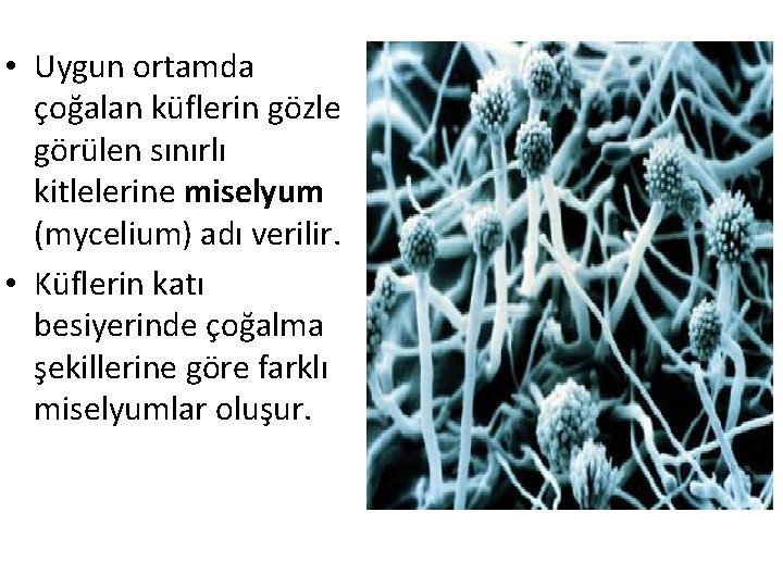  • Uygun ortamda çoğalan küflerin gözle görülen sınırlı kitlelerine miselyum (mycelium) adı verilir.