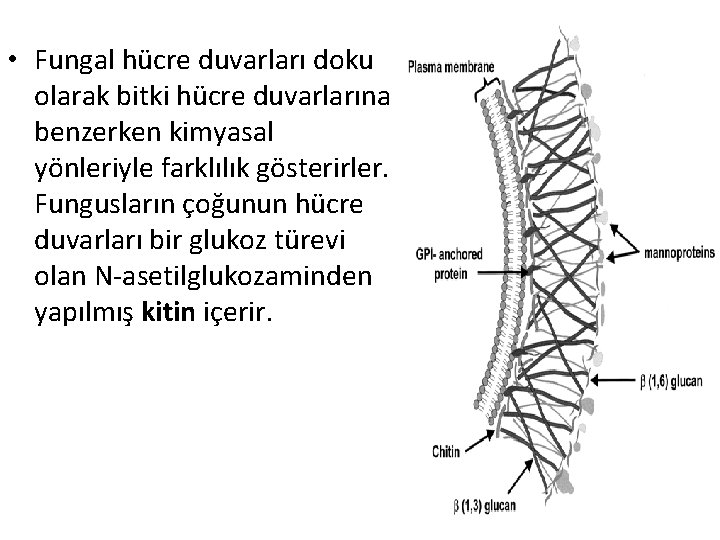  • Fungal hücre duvarları doku olarak bitki hücre duvarlarına benzerken kimyasal yönleriyle farklılık