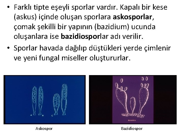  • Farklı tipte eşeyli sporlar vardır. Kapalı bir kese (askus) içinde oluşan sporlara